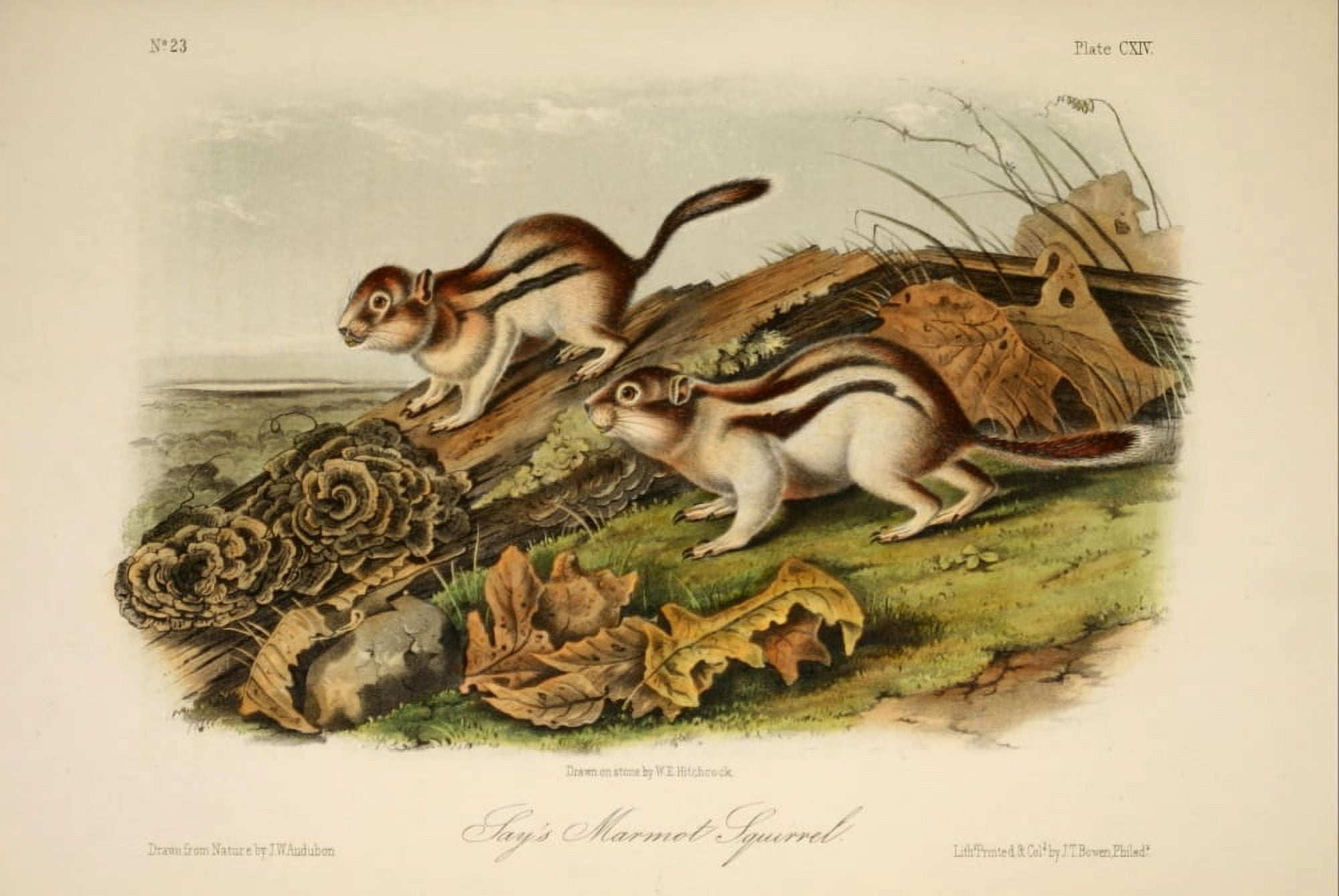 Quadrupeds of N America 1851 Jays Marmot Squirrel Canvas Art - JW Audubon (18 x 24)
