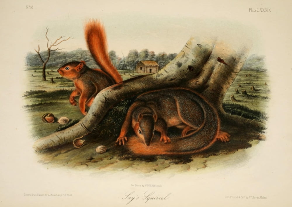 Quadrupeds of N America 1851 Jays Squirrel Canvas Art - JJ Audubon (24 x 36)