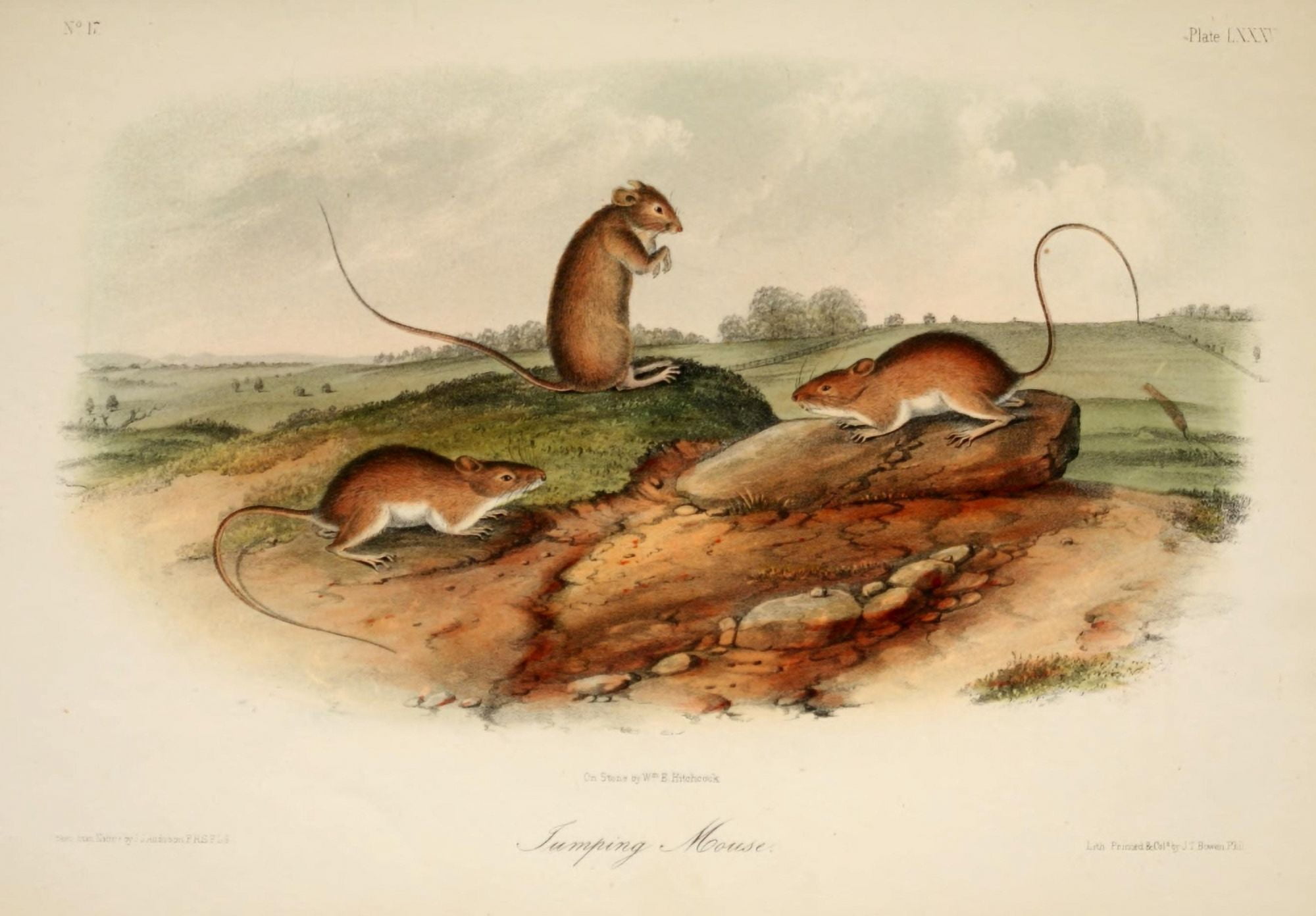 Quadrupeds of N America 1851 Jumping Mouse Canvas Art - JJ Audubon (18 x 24)