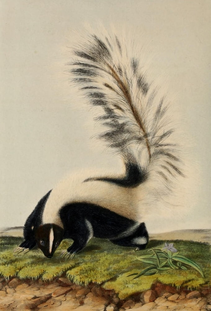 Quadrupeds of N America 1851 Large-tailed Skunk Canvas Art - JJ Audubon (18 x 24)