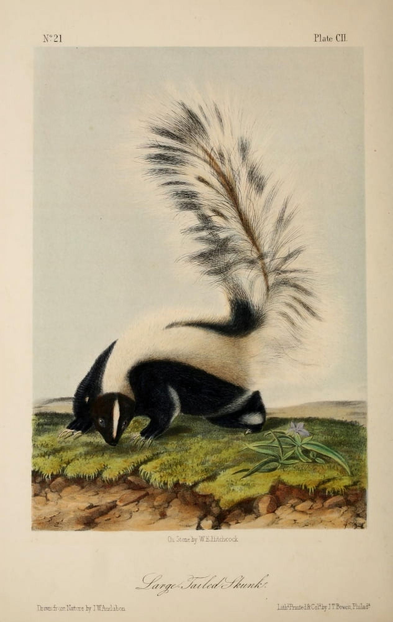Quadrupeds of N America 1851 Large-tailed Skunk Canvas Art - JW Audubon (18 x 24)