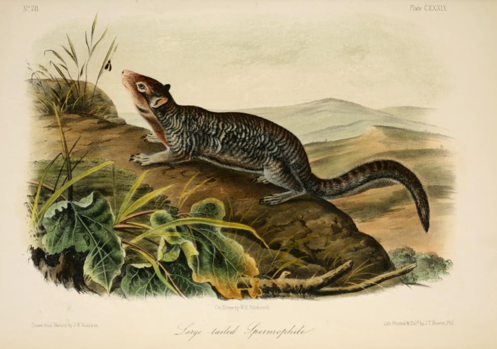 Quadrupeds of N America 1851 Large-tailed Spermophile Canvas Art - JW Audubon (24 x 36)
