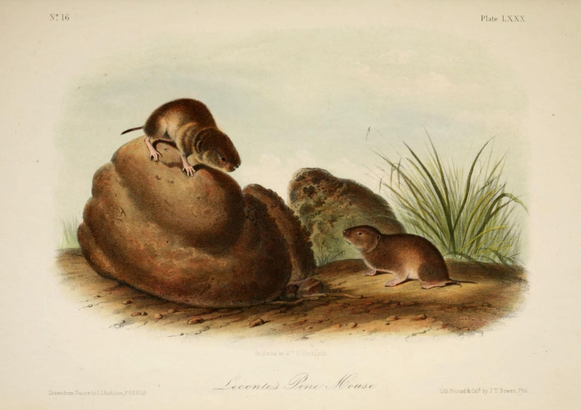 Quadrupeds of N America 1851 Lecontes Pine Mouse Canvas Art - JJ Audubon (18 x 24)