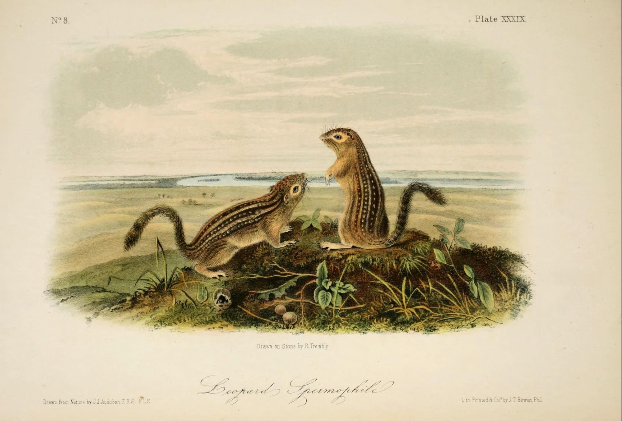 Quadrupeds of N America 1851 Leopard Spermophile Canvas Art - JJ Audubon (24 x 36)