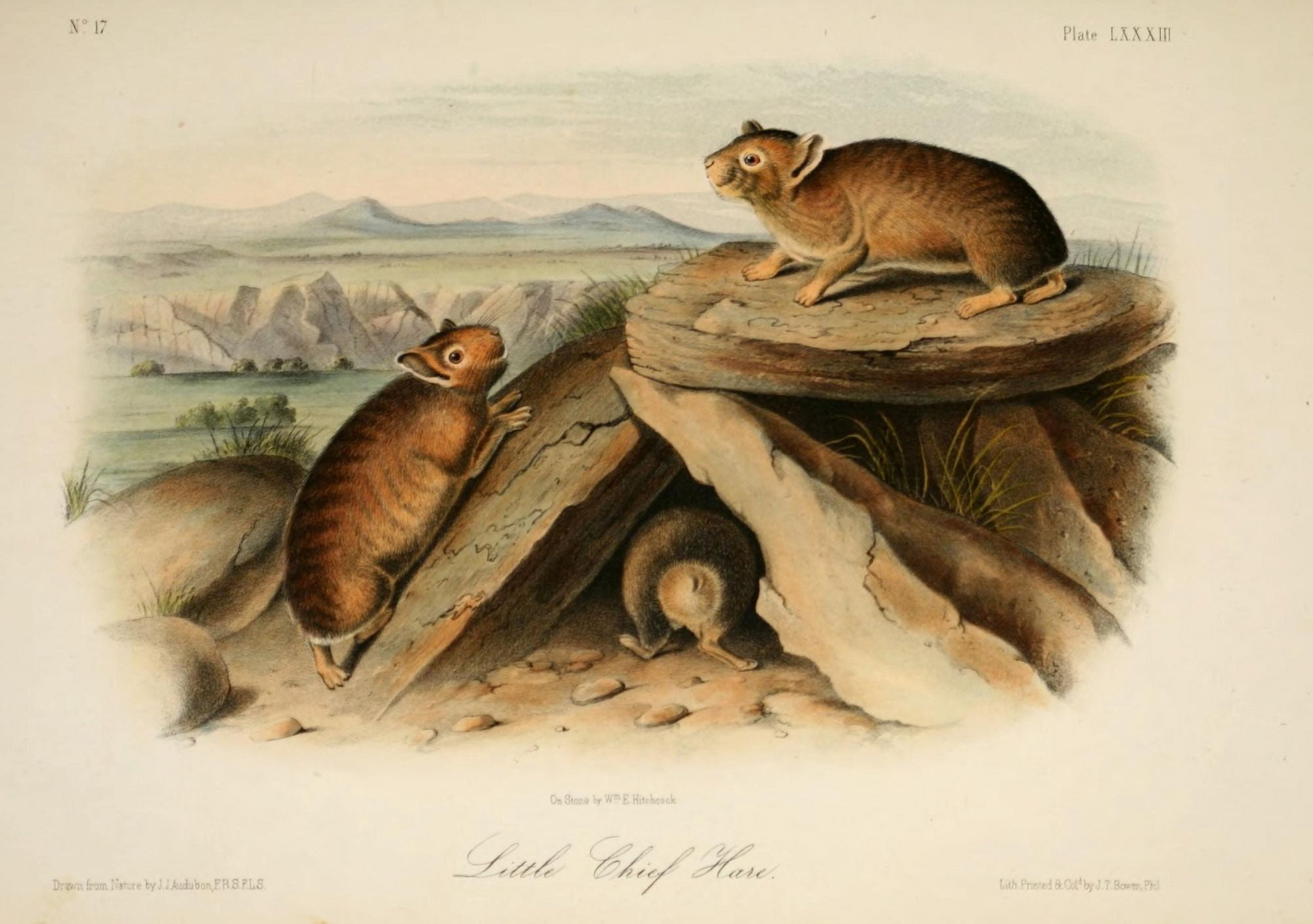 Quadrupeds of N America 1851 Little Chief Hare Canvas Art - JJ Audubon (18 x 24)
