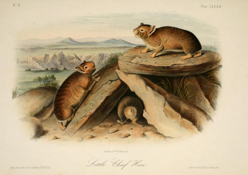 Quadrupeds of N America 1851 Little Chief Hare Canvas Art - JJ Audubon (24 x 36)