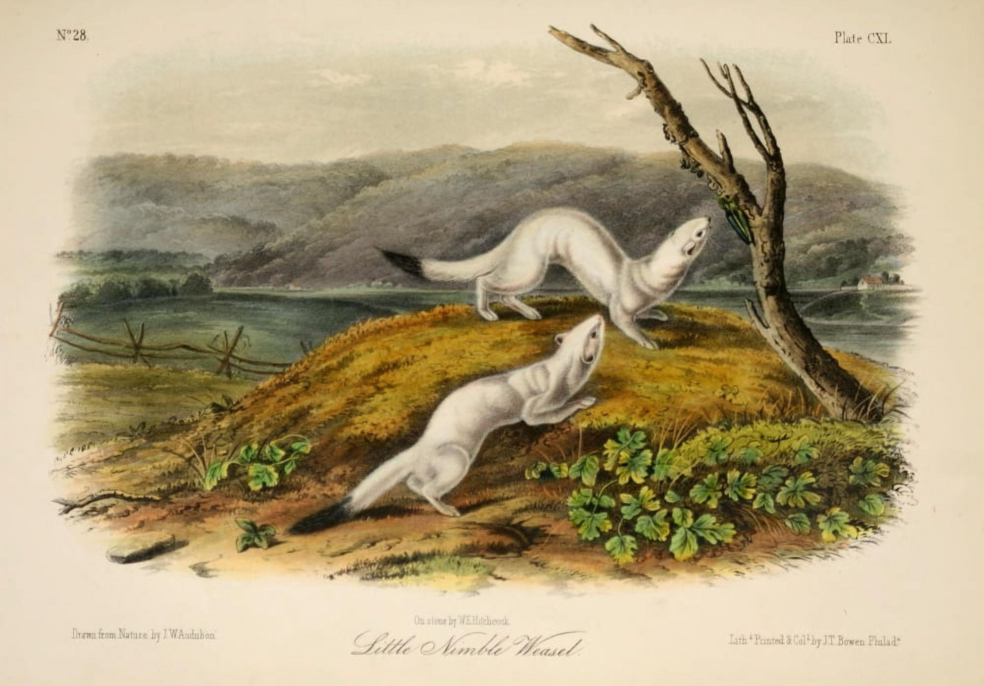 Quadrupeds of N America 1851 Little Nimble Weasel Canvas Art - JW Audubon (24 x 36)