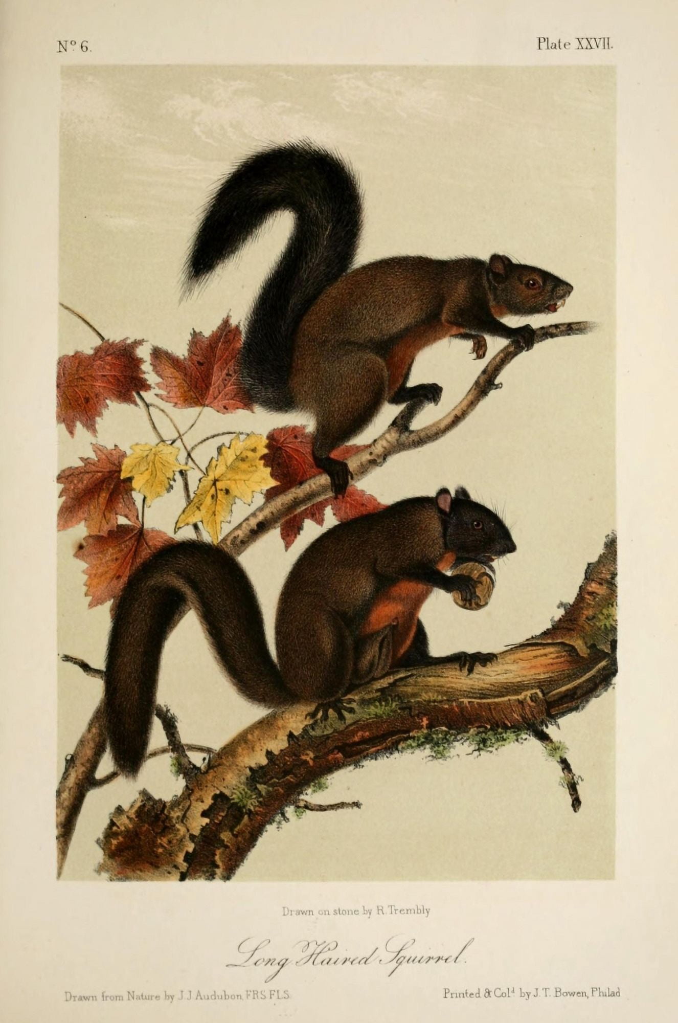 Quadrupeds of N America 1851 Long-haired Squirrel Canvas Art - JJ Audubon (24 x 36)