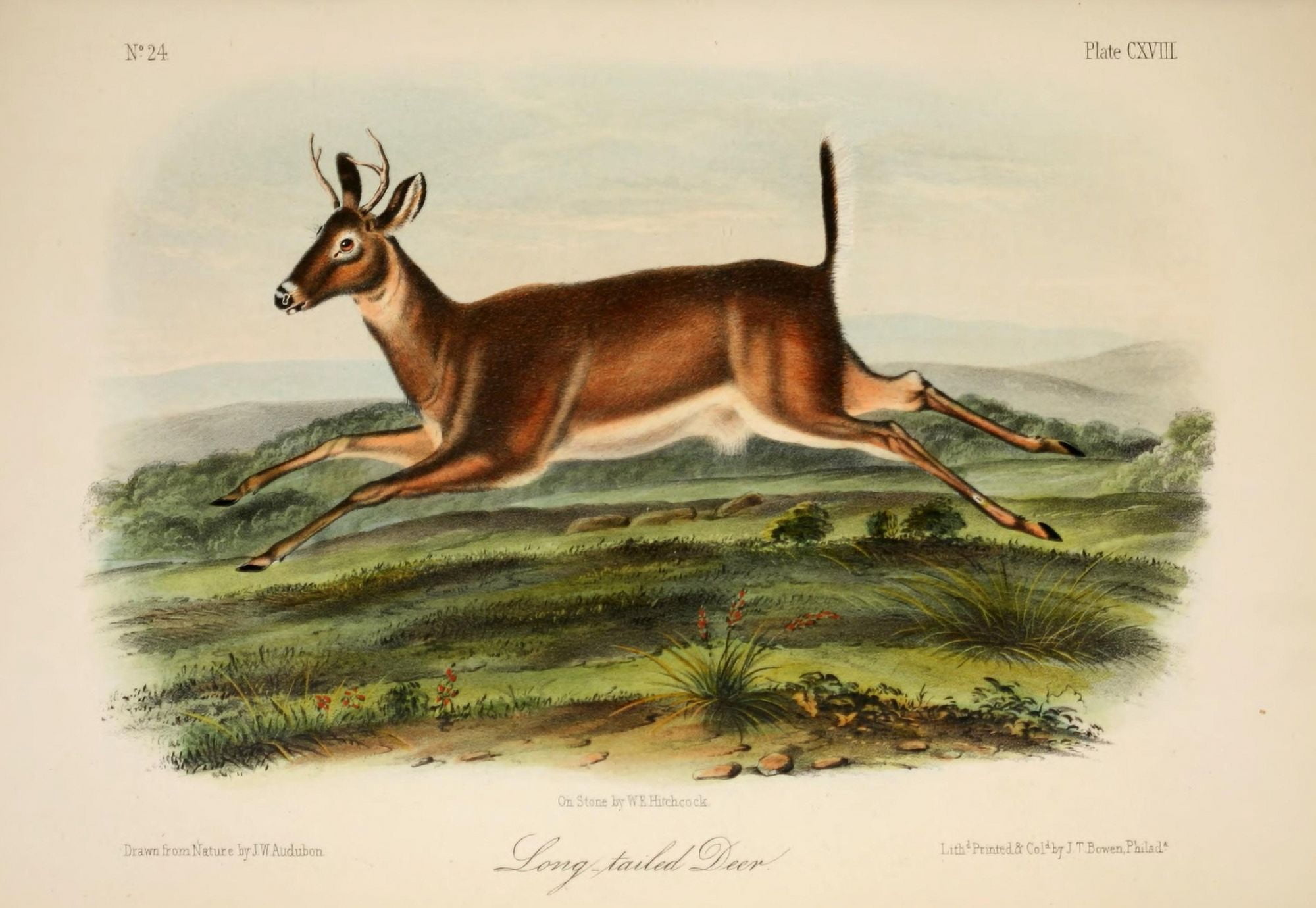 Quadrupeds of N America 1851 Long-tailed Deer Canvas Art - JW Audubon (24 x 36)
