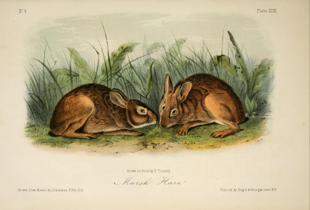 Quadrupeds of N America 1851 Marsh Hare Canvas Art - JJ Audubon (24 x 36)