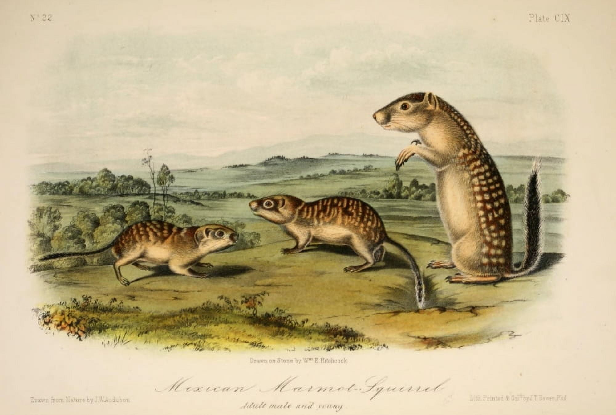 Quadrupeds of N America 1851 Mexican Marmot Squirrel Canvas Art - JW Audubon (24 x 36)