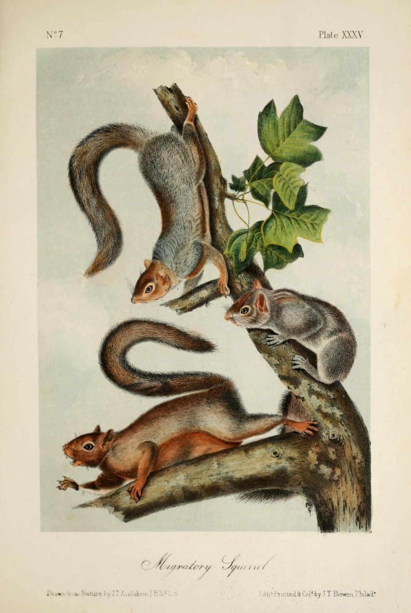 Quadrupeds of N America 1851 Migratory Squirrel Canvas Art - JJ Audubon (18 x 24)