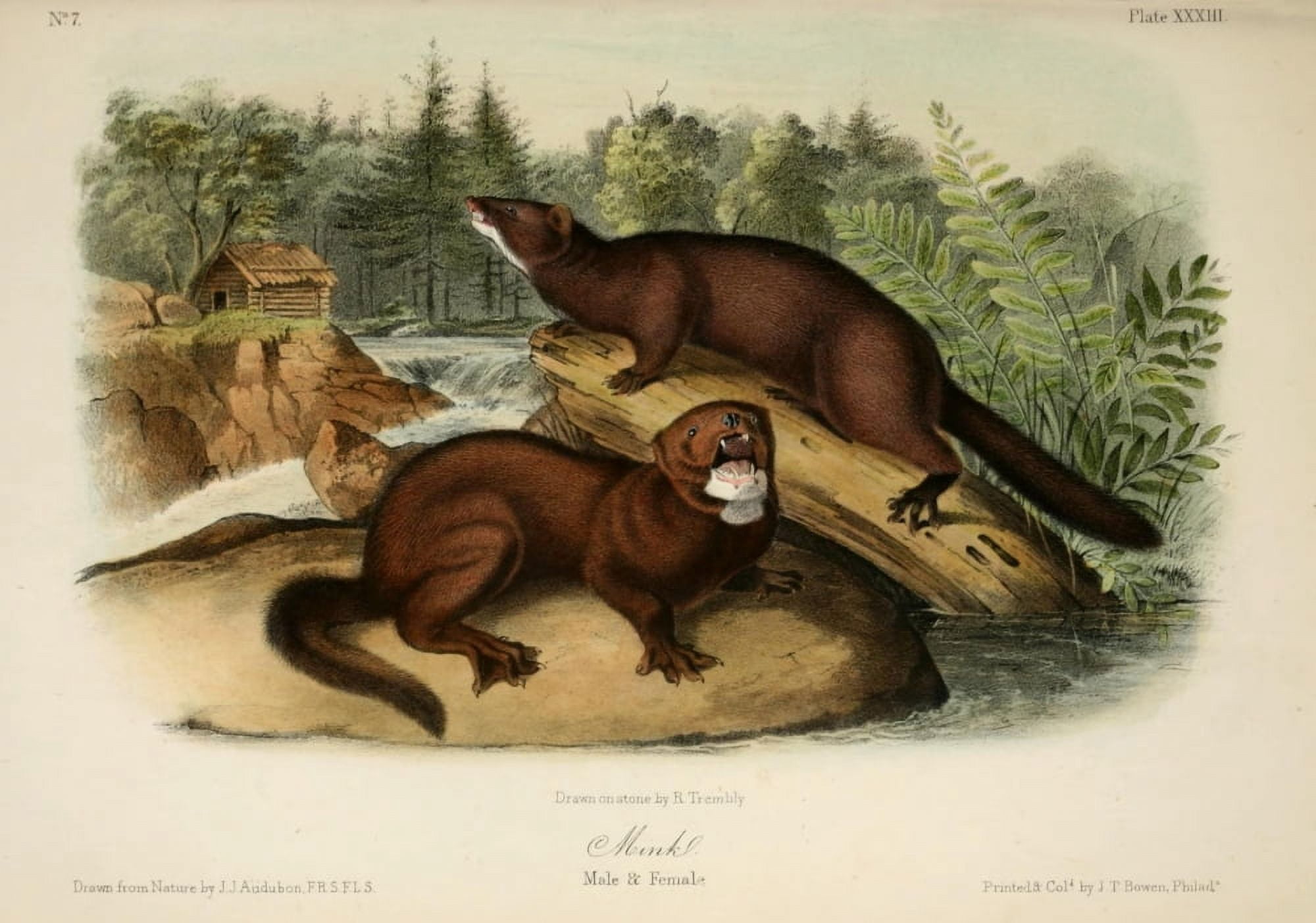 Quadrupeds of N America 1851 Mink Canvas Art - JJ Audubon (24 x 36)