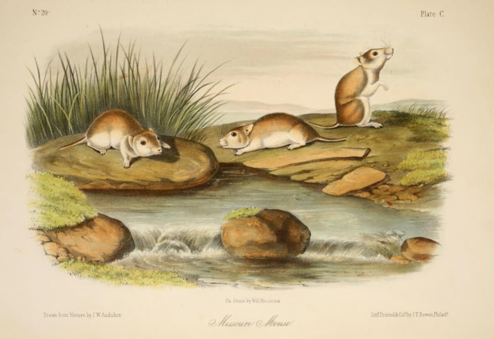 Quadrupeds of N America 1851 Missouri Mouse Canvas Art - JW Audubon (24 x 36)