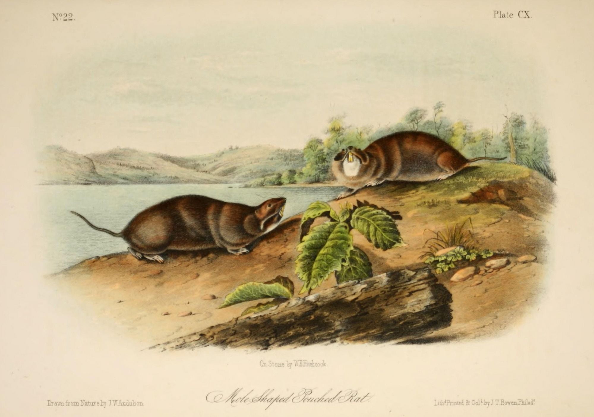 Quadrupeds of N America 1851 Mole-shaped Pouched Rat Canvas Art - JW Audubon (18 x 24)