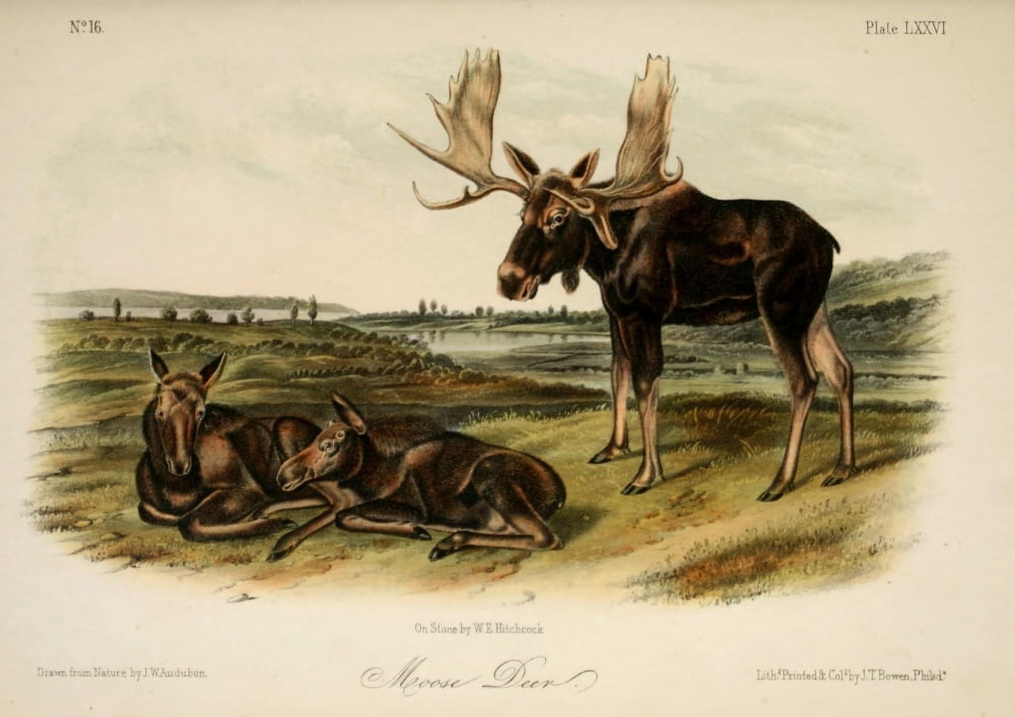 Quadrupeds of N America 1851 Moose Deer Canvas Art - JW Audubon (24 x 36)