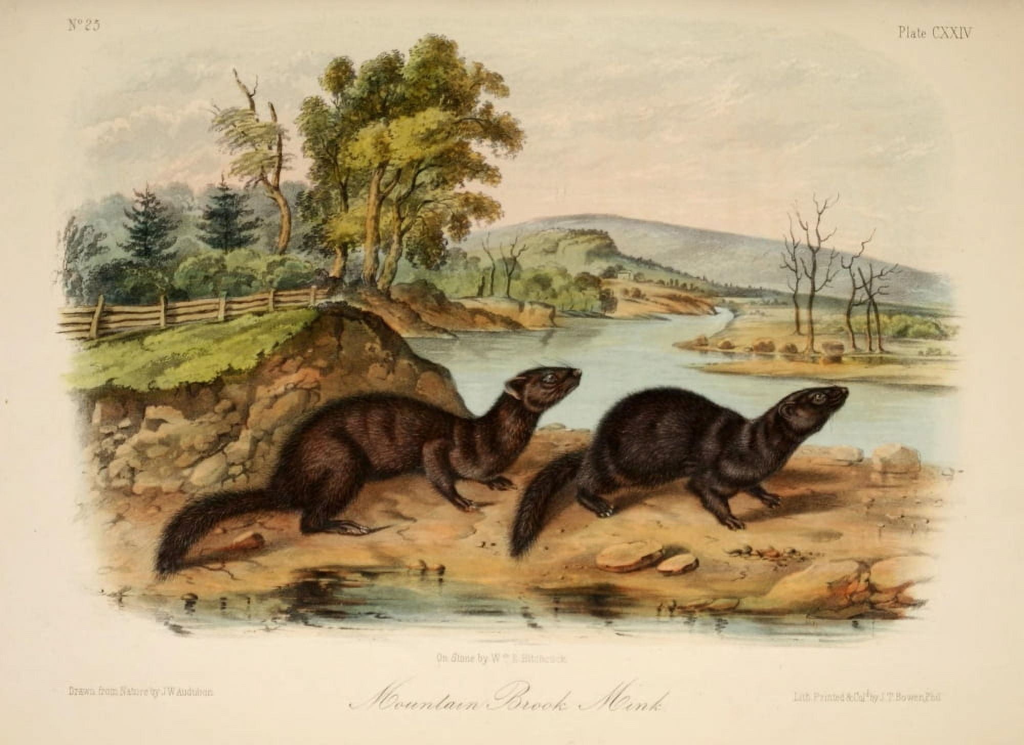Quadrupeds of N America 1851 Mountain Brook Mink Canvas Art - JW Audubon (24 x 36)