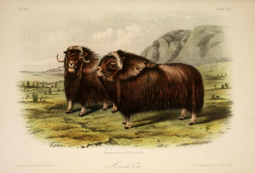Quadrupeds of N America 1851 Musk Ox Canvas Art - JW Audubon (18 x 24)