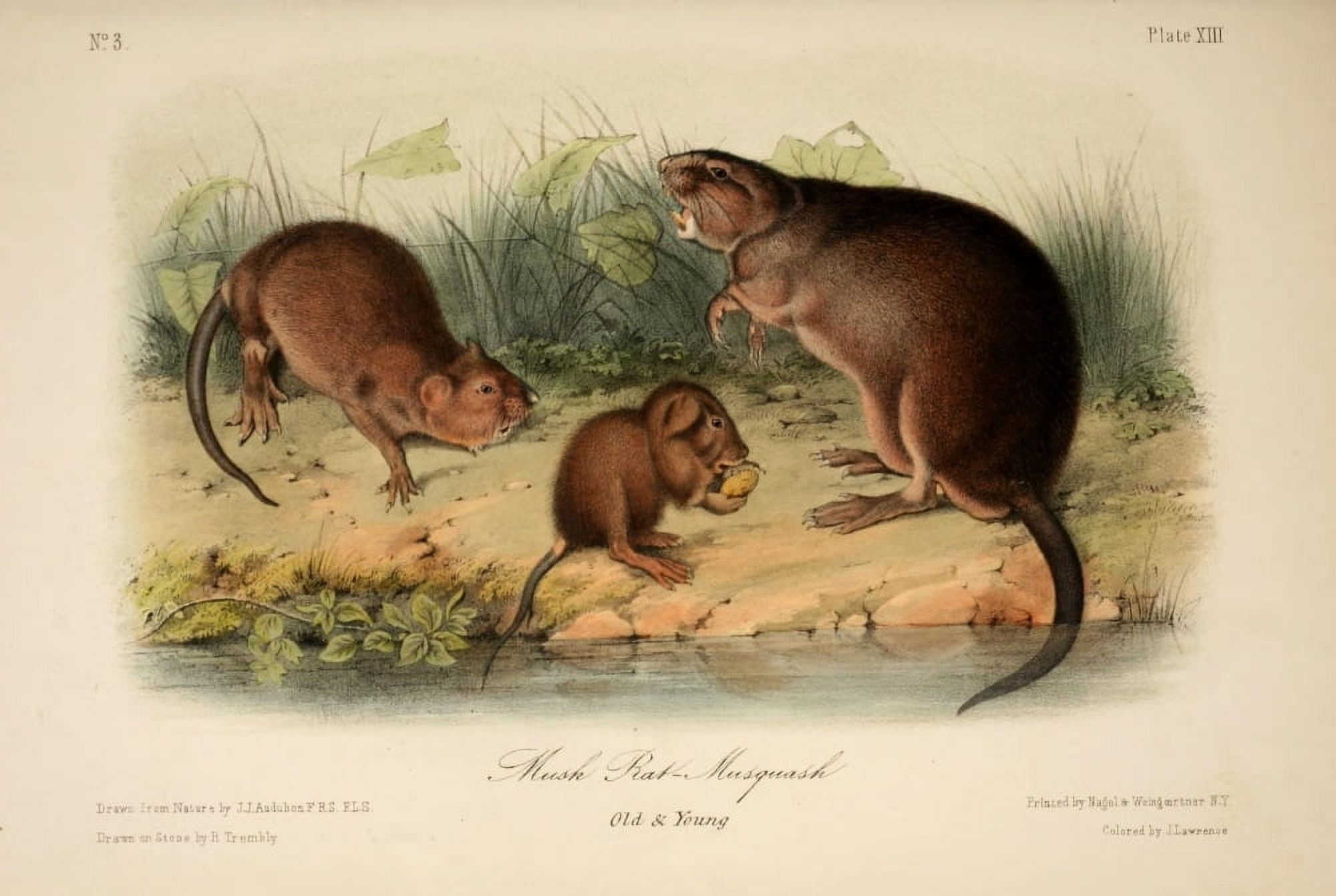 Quadrupeds of N America 1851 Musk Rat Canvas Art - JJ Audubon (18 x 24)