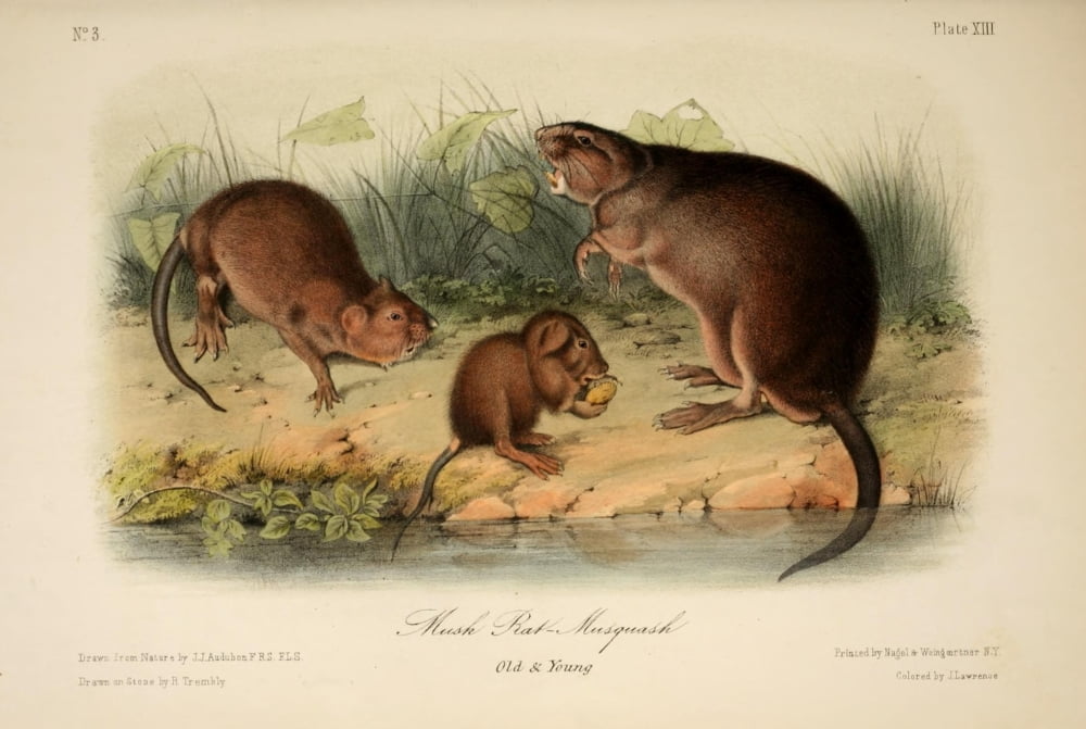 Quadrupeds of N America 1851 Musk Rat Canvas Art - JJ Audubon (24 x 36)
