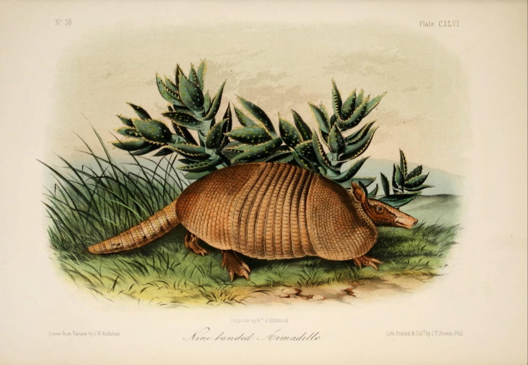 Quadrupeds of N America 1851 Nine-banded Armadillo Canvas Art - JW Audubon (24 x 36)