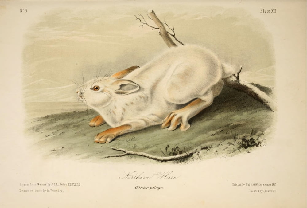 Quadrupeds of N America 1851 Northern Hare Canvas Art - JJ Audubon (24 x 36)