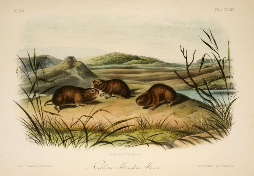 Quadrupeds of N America 1851 Northern Meadow Mouse Canvas Art - JW Audubon (18 x 24)
