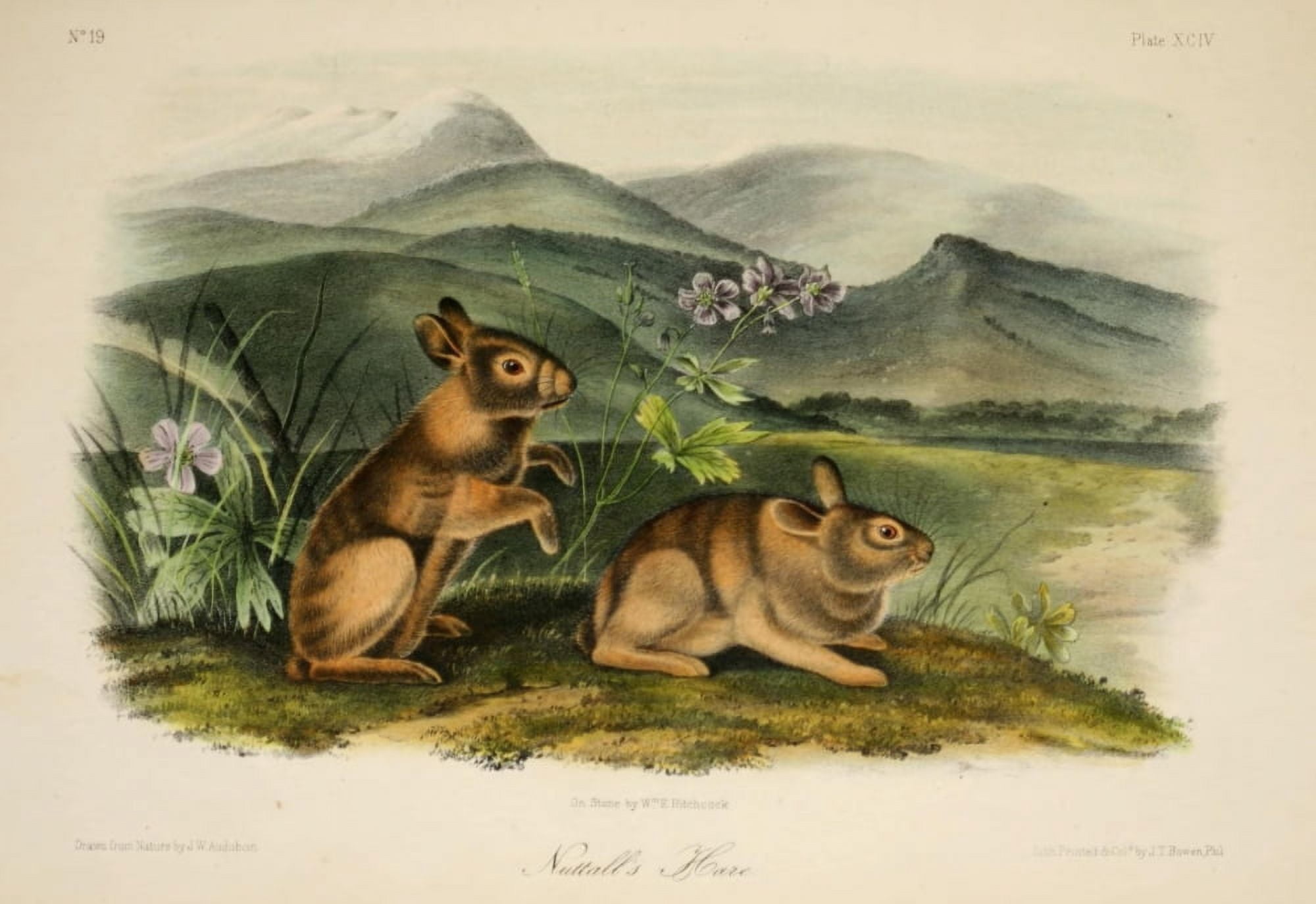 Quadrupeds of N America 1851 Nuttalls Hare Canvas Art - JW Audubon (18 x 24)