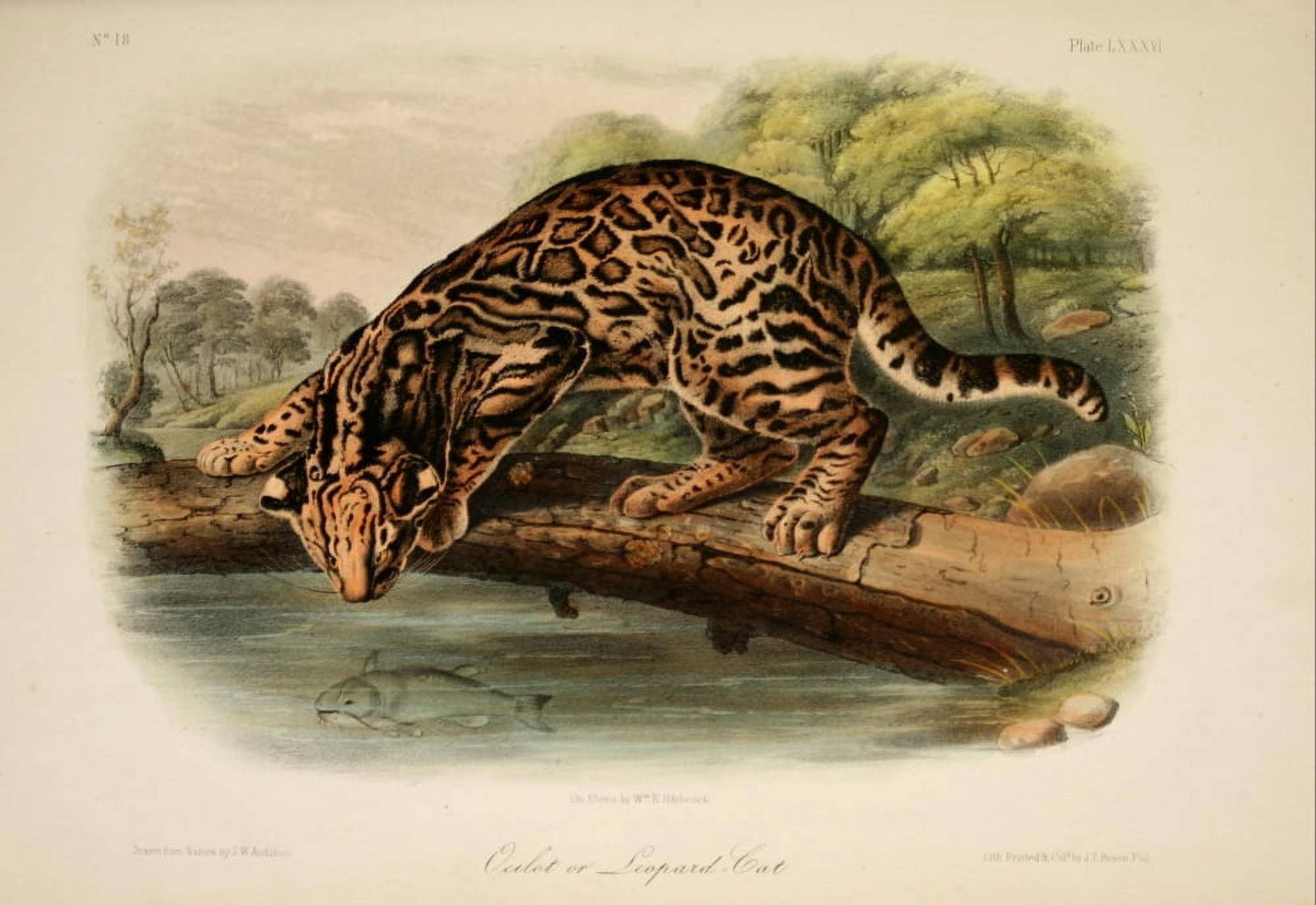 Quadrupeds of N America 1851 Ocelot Canvas Art - JW Audubon (18 x 24)