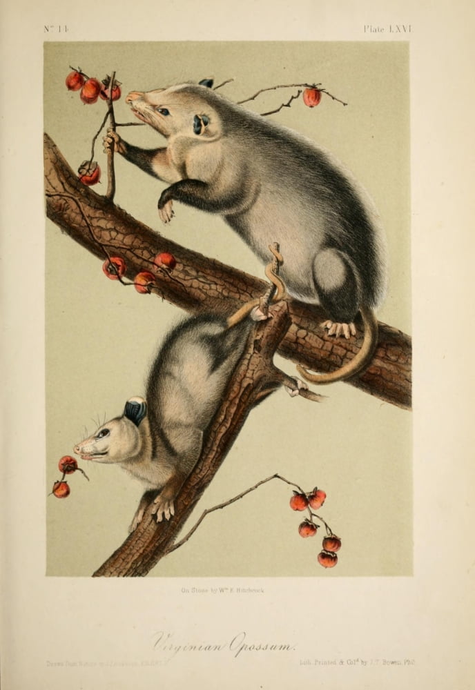 Quadrupeds of N America 1851 Opossum Canvas Art - JJ Audubon (18 x 24)