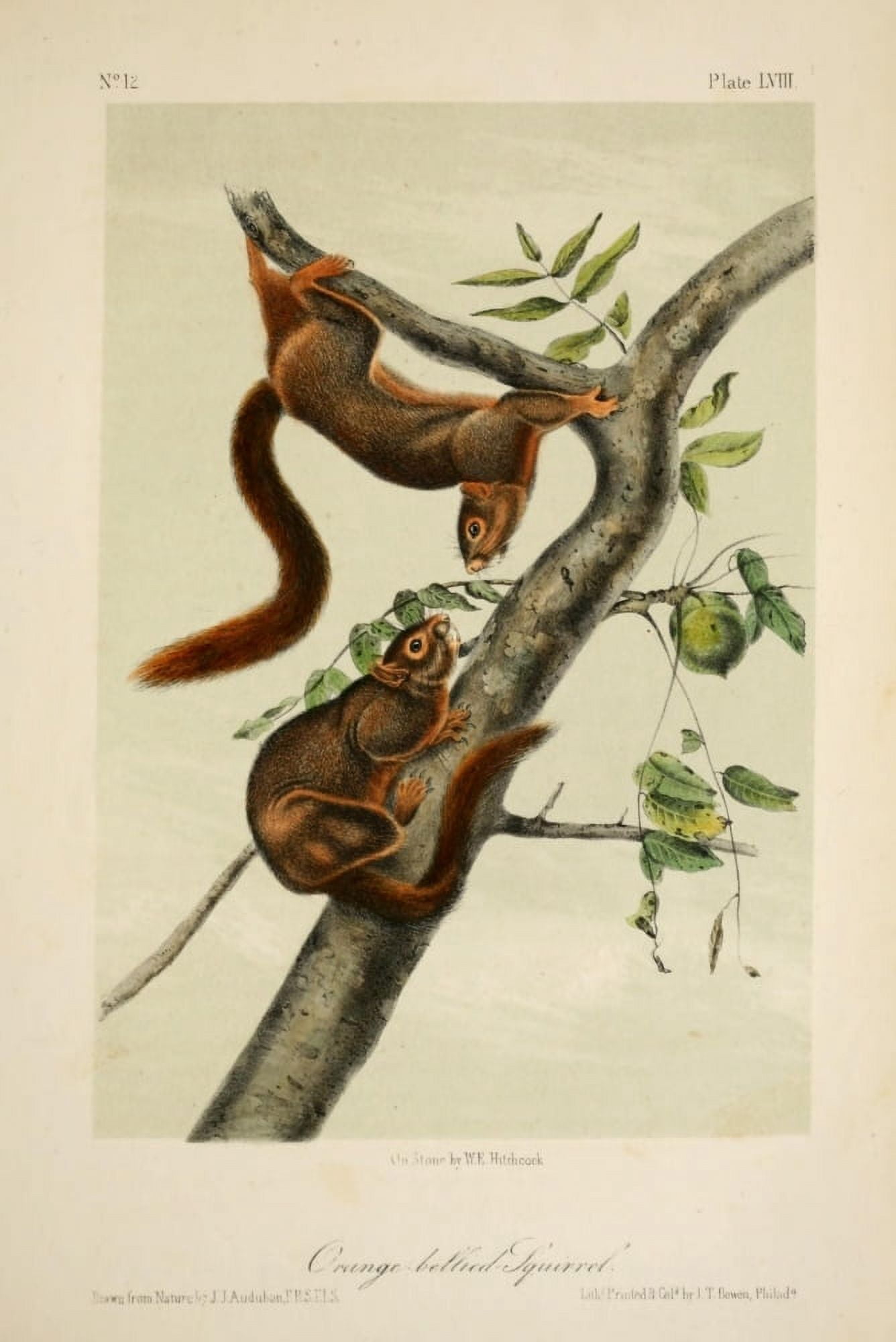 Quadrupeds of N America 1851 Orange-bellied Squirrel Canvas Art - JJ Audubon (18 x 24)