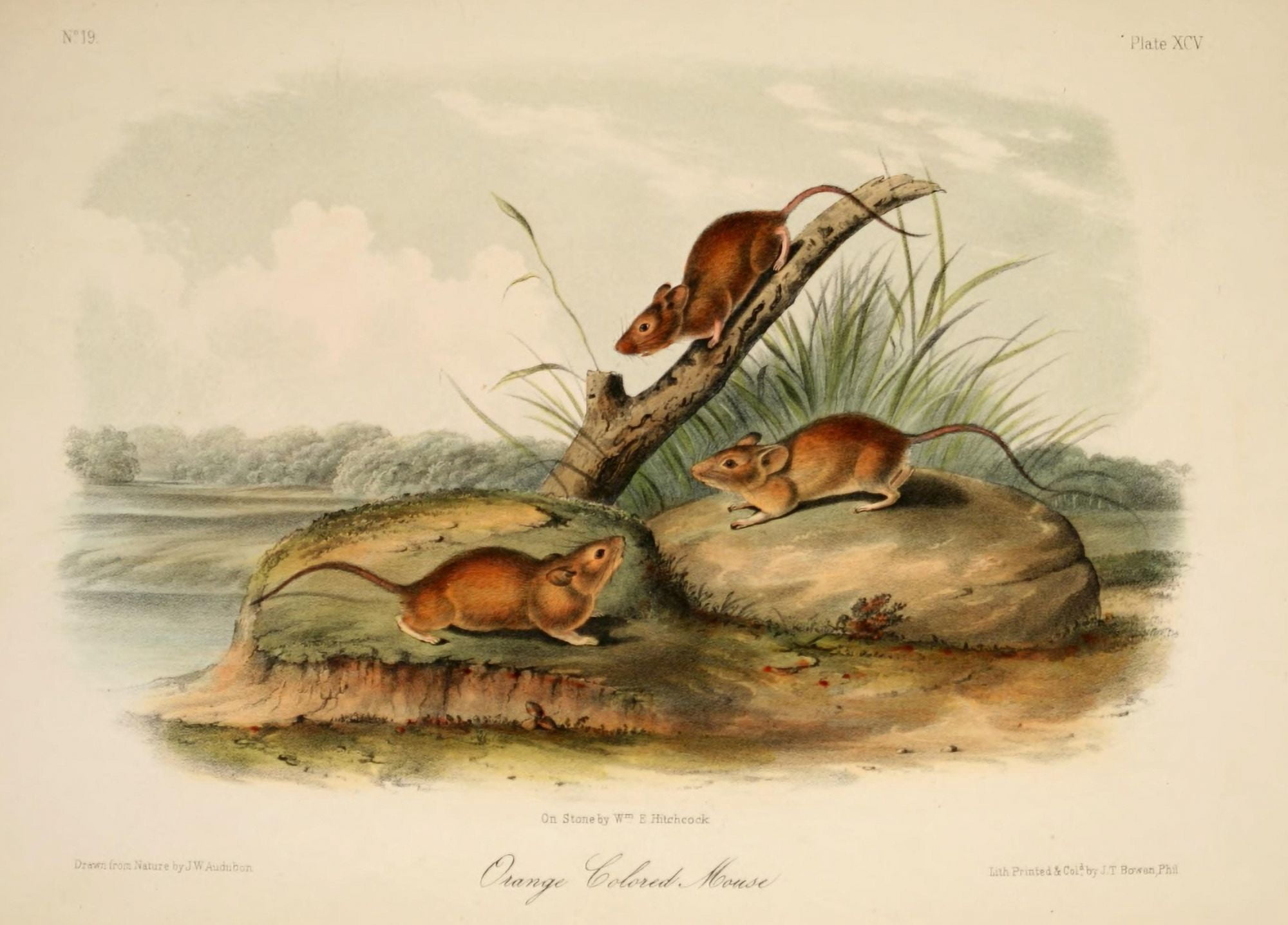 Quadrupeds of N America 1851 Orange-colored Mouse Canvas Art - JW Audubon (24 x 36)