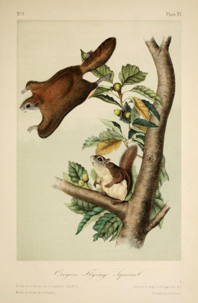 Quadrupeds of N America 1851 Oregon Flying Squirrel Canvas Art - JJ Audubon (24 x 36)