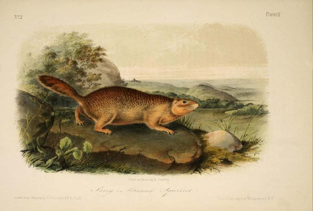 Quadrupeds of N America 1851 Parrys Marmot Squirrel Canvas Art - JJ Audubon (18 x 24)