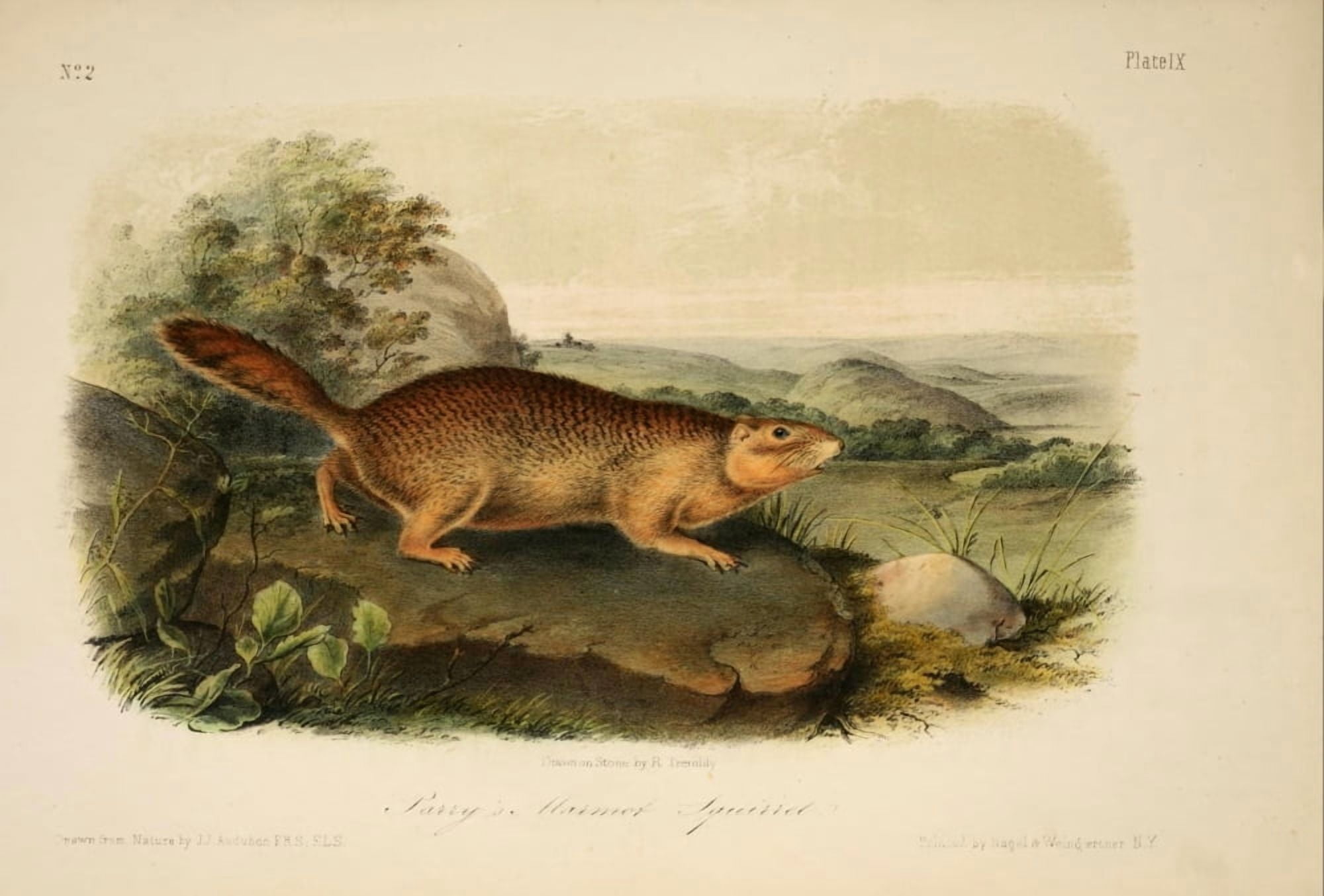 Quadrupeds of N America 1851 Parrys Marmot Squirrel Canvas Art - JJ Audubon (24 x 36)