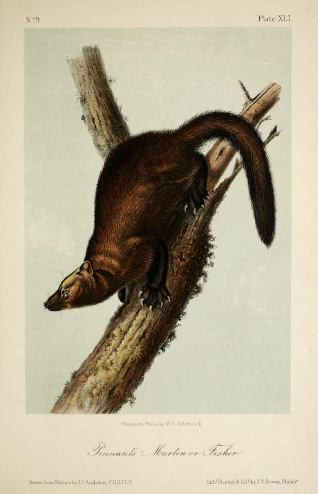Quadrupeds of N America 1851 Pennants Marten Canvas Art - JJ Audubon (18 x 24)