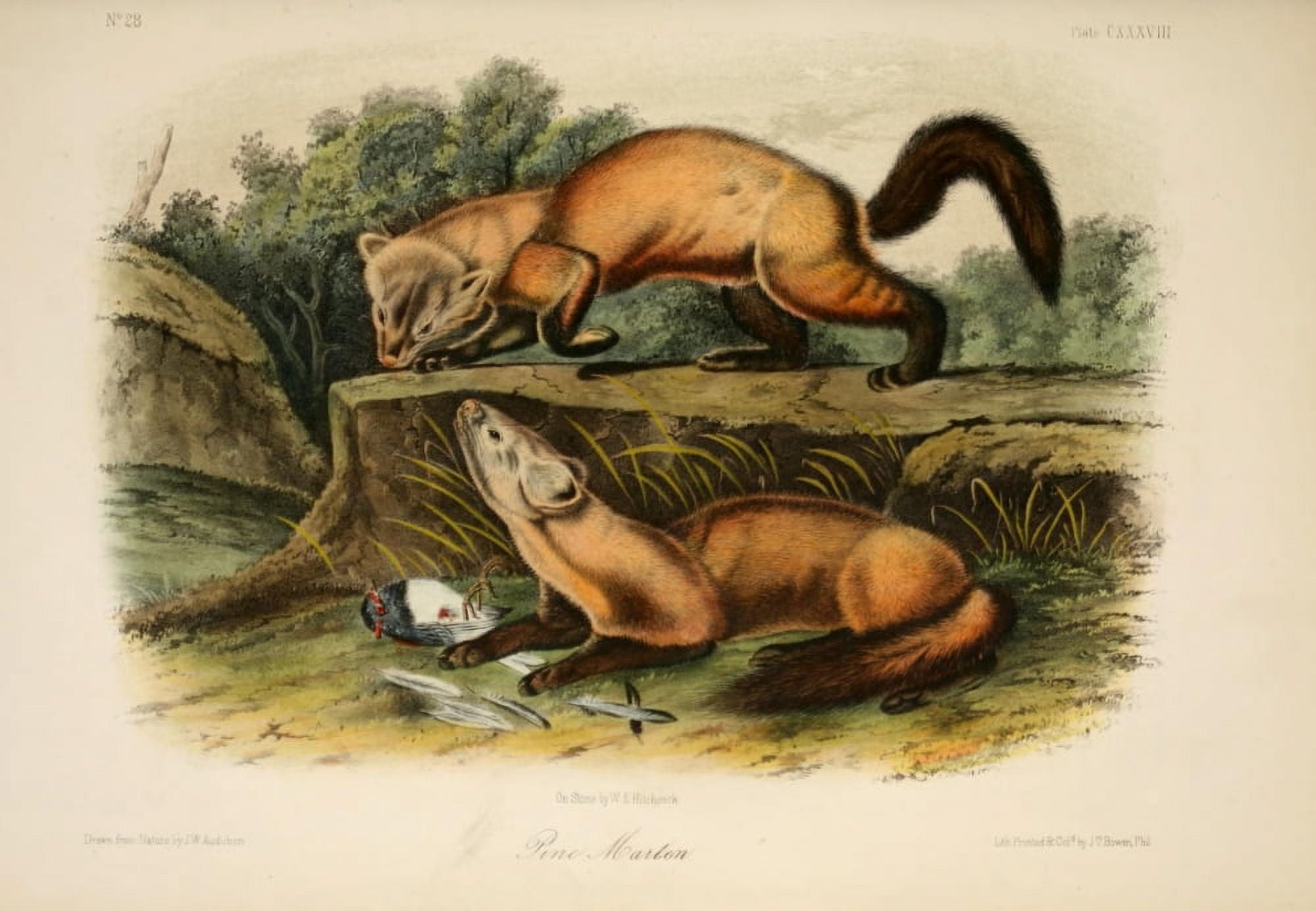 Quadrupeds of N America 1851 Pine Marten Canvas Art - JW Audubon (18 x 24)