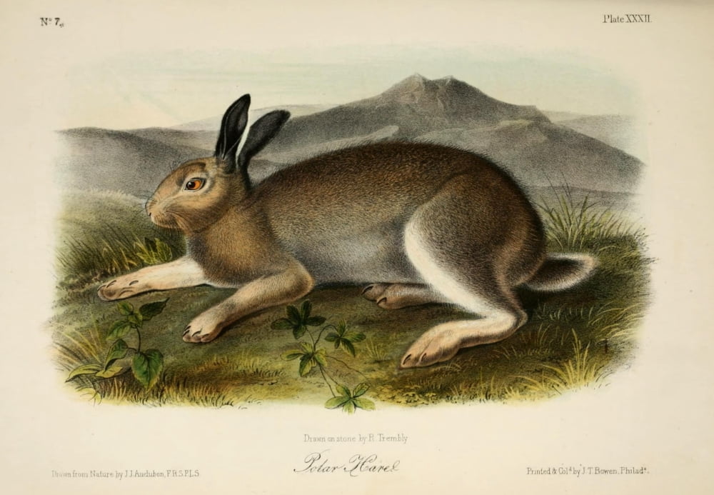 Quadrupeds of N America 1851 Polar Hare Canvas Art - JJ Audubon (18 x 24)