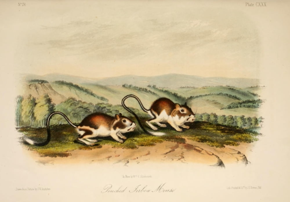 Quadrupeds of N America 1851 Pouched Jerboa Mouse Canvas Art - JW Audubon (18 x 24)
