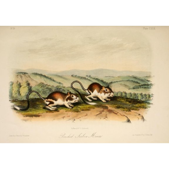 Quadrupeds of N America 1851 Pouched Jerboa Mouse Canvas Art - JW Audubon (18 x 24)
