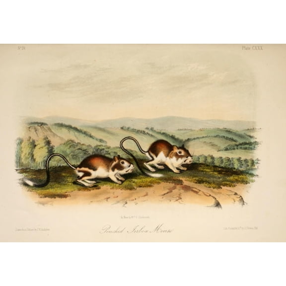 Quadrupeds of N America 1851 Pouched Jerboa Mouse Canvas Art - JW Audubon (24 x 36)