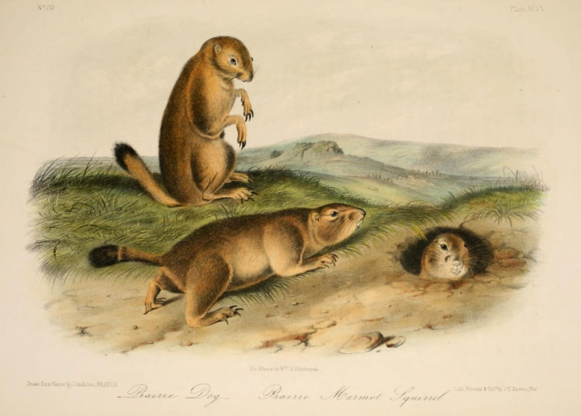 Quadrupeds of N America 1851 Prairie Dog Canvas Art - JJ Audubon (18 x 24)