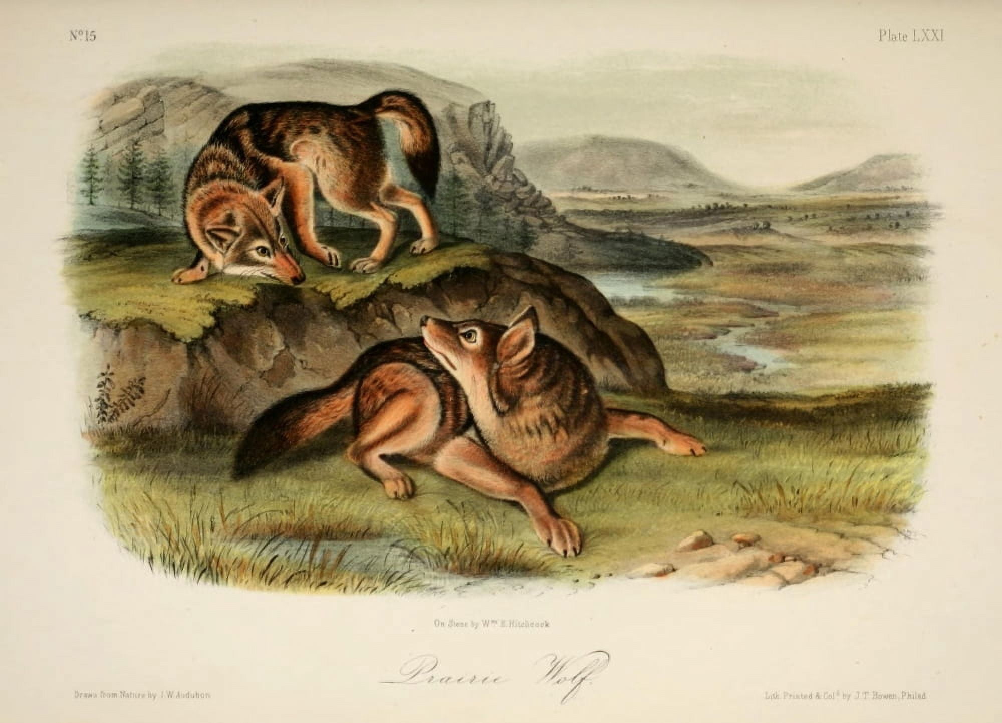 Quadrupeds of N America 1851 Prairie Wolf Canvas Art - JW Audubon (18 x 24)