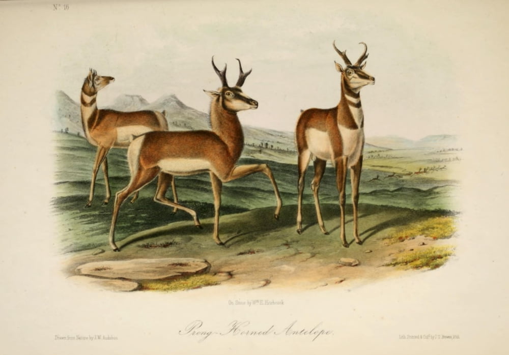 Quadrupeds of N America 1851 Prong-horned Antelope Canvas Art - JW Audubon (18 x 24)