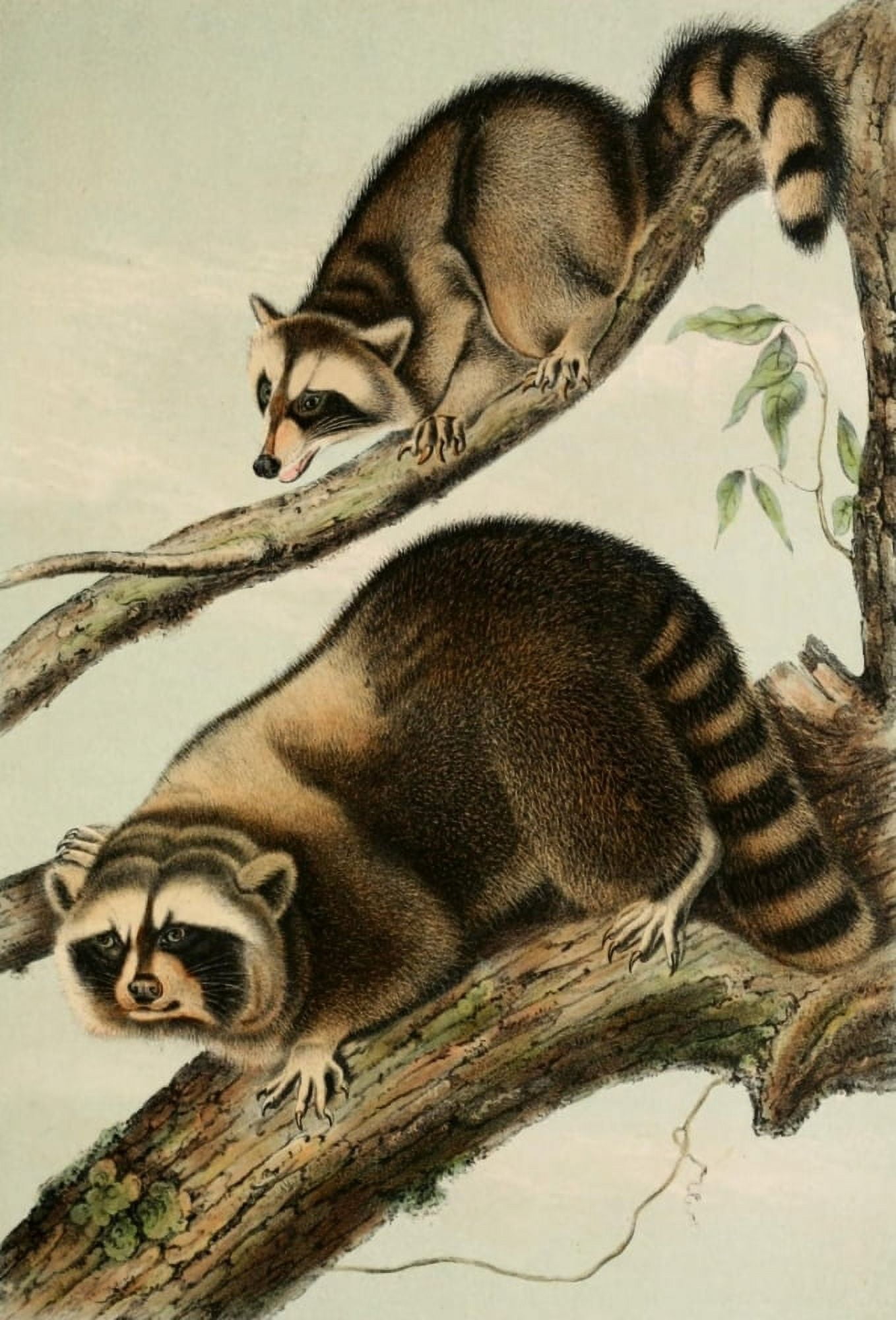 Quadrupeds of N America 1851 Racoon Canvas Art - JJ Audubon (18 x 24)