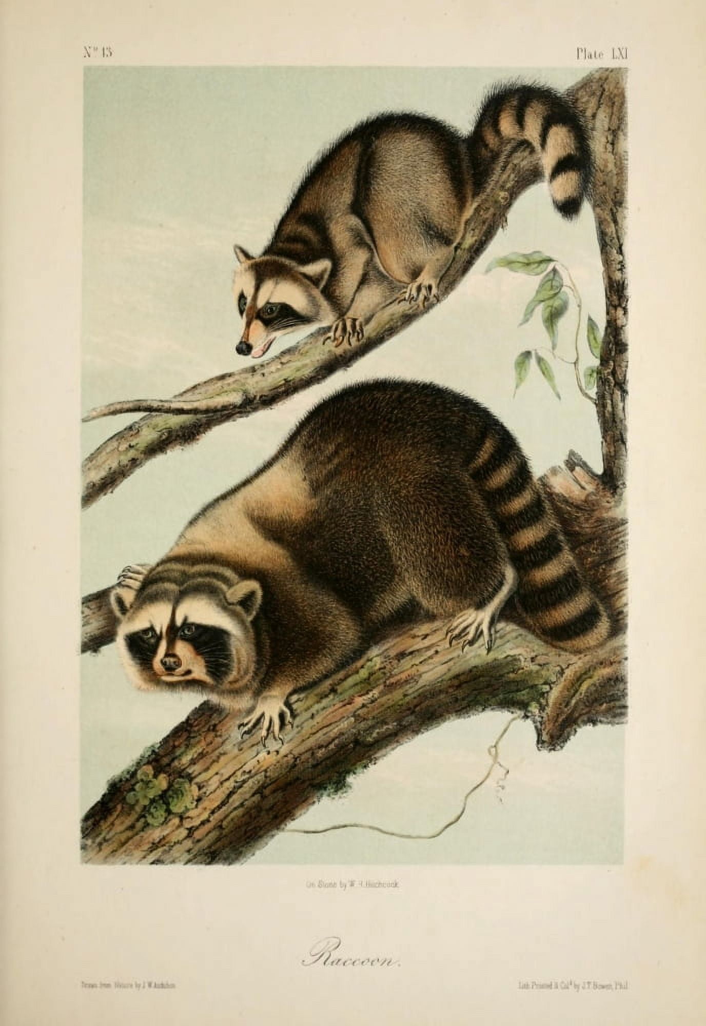 Quadrupeds of N America 1851 Racoon Canvas Art - JW Audubon (18 x 24)