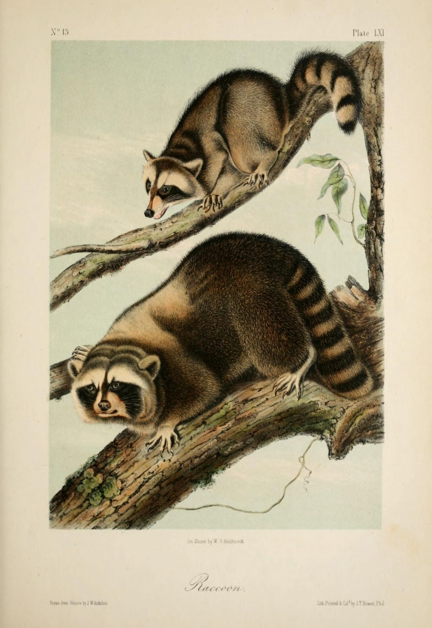 Quadrupeds of N America 1851 Racoon Canvas Art - JW Audubon (24 x 36)