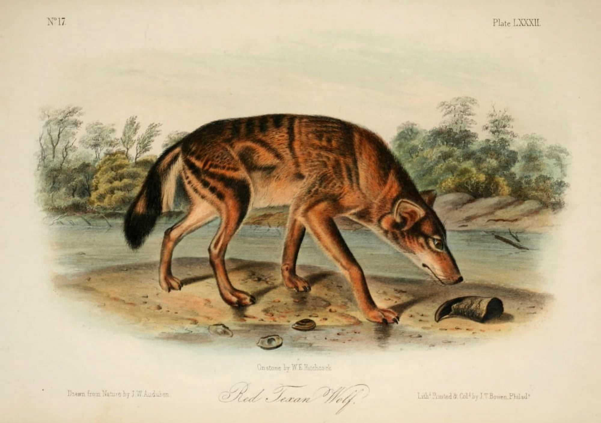 Quadrupeds of N America 1851 Red Texan Wolf Canvas Art - JW Audubon (18 x 24)