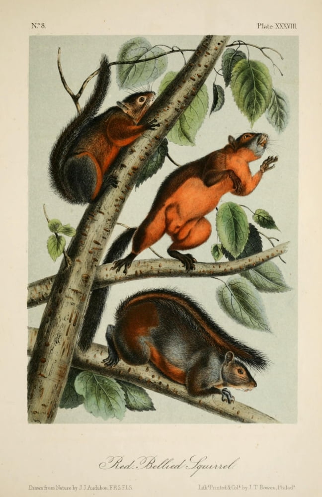 Quadrupeds of N America 1851 Red-bellied Squirrel Canvas Art - JJ Audubon (24 x 36)