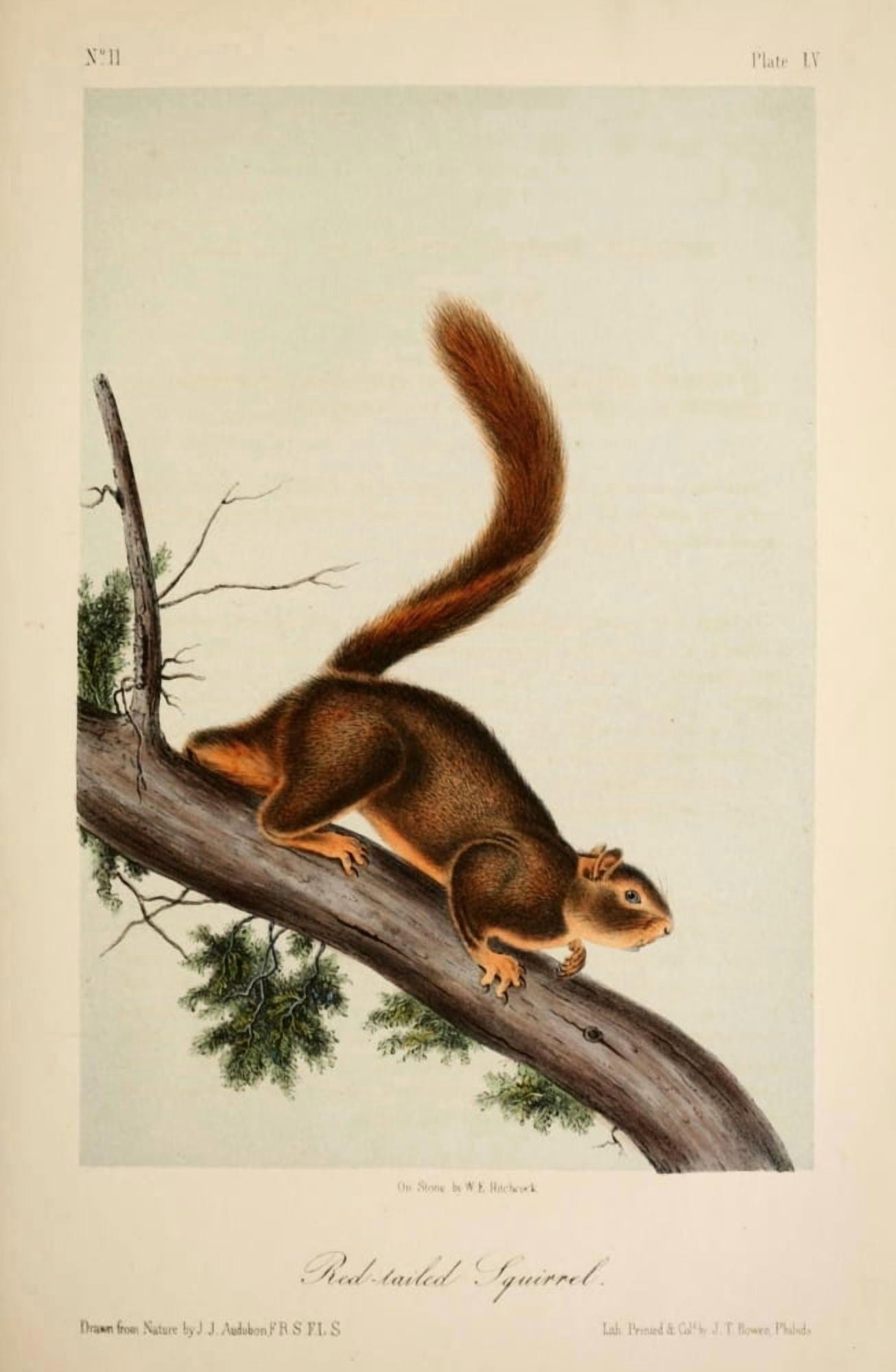 Quadrupeds of N America 1851 Red-tailed Squirrel Canvas Art - JJ Audubon (18 x 24)